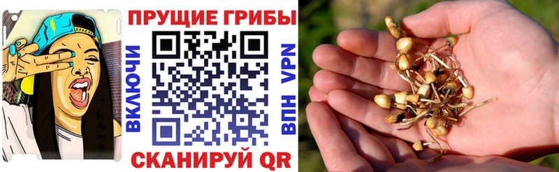 Галлюциногенные грибы Cubensis  наркота  Углегорск 